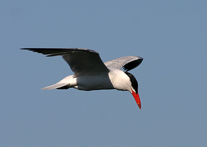 ad Caspian Tern